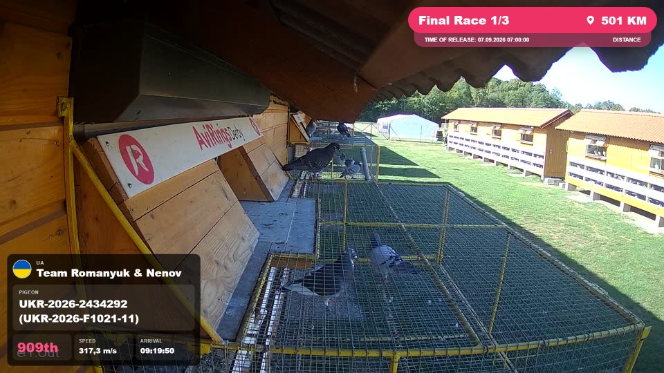 Pigeon Arrival Image For Race Final Race 1/3