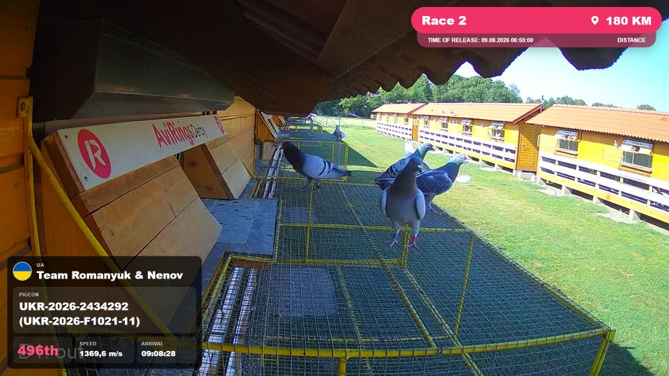 Pigeon Arrival Image For Race Race 2