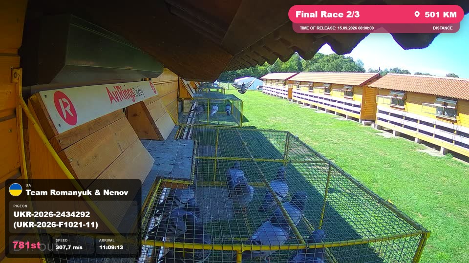 Pigeon Arrival Image For Race Final Race 2/3