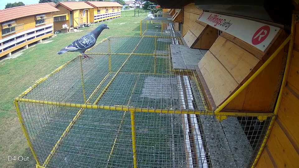 Pigeon Arrival Image For Race Race 3