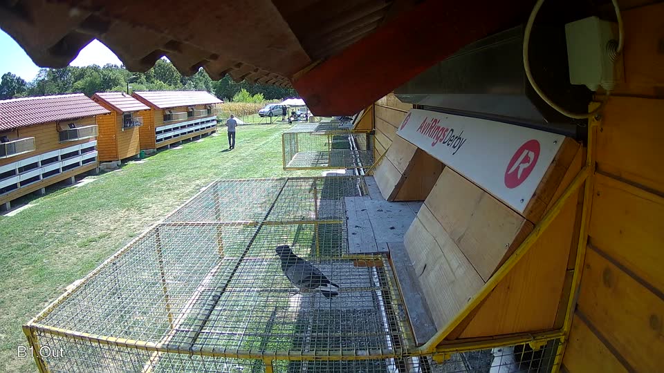 Pigeon Arrival Image For Race Race 5