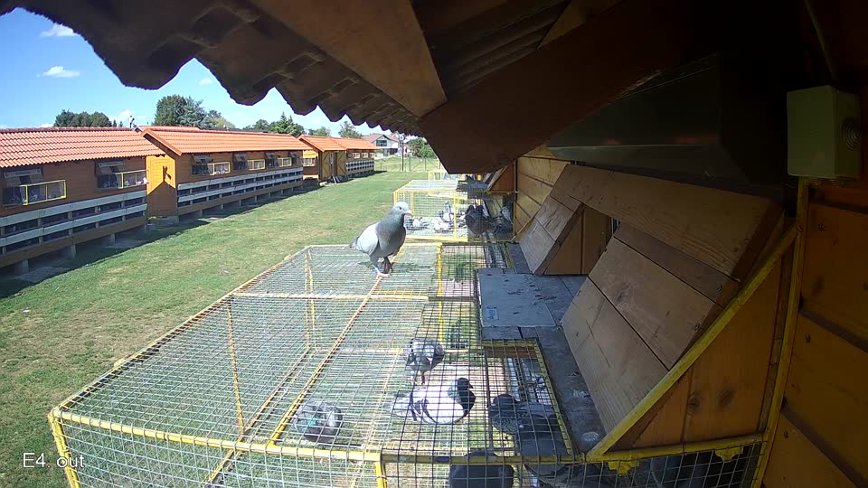 Pigeon Arrival Image For Race Race 4