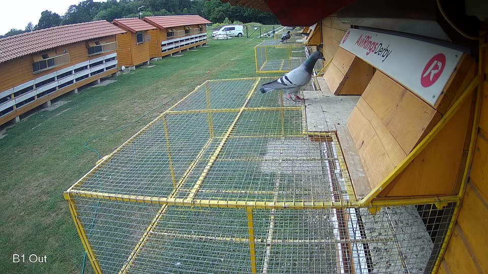 Pigeon Arrival Image For Race Race 3