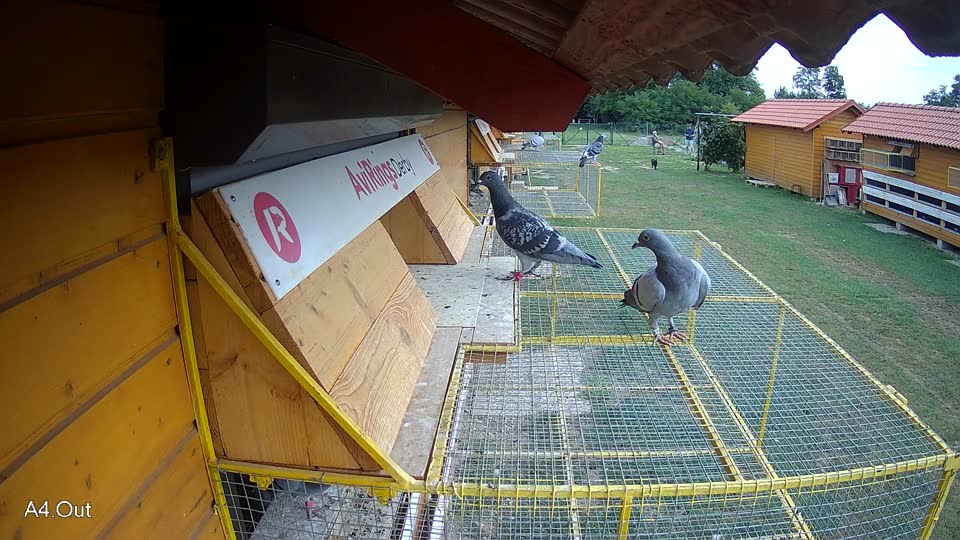 Pigeon Arrival Image For Race Race 3