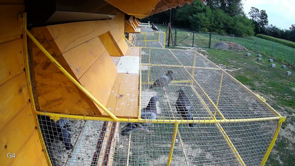 Pigeon Arrival Image For Race Race 4