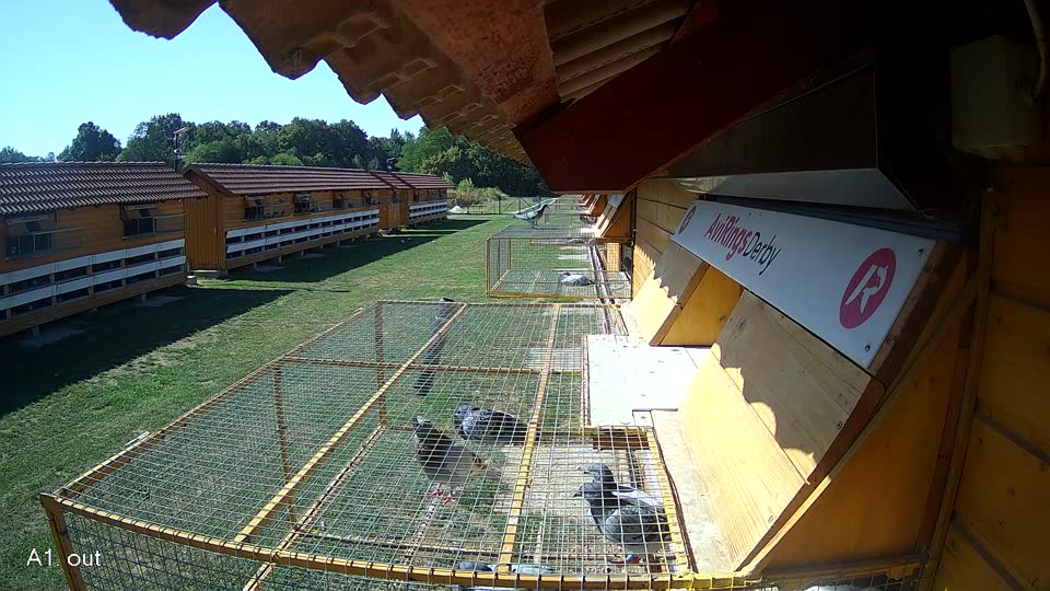Pigeon Arrival Image For Race Race 5
