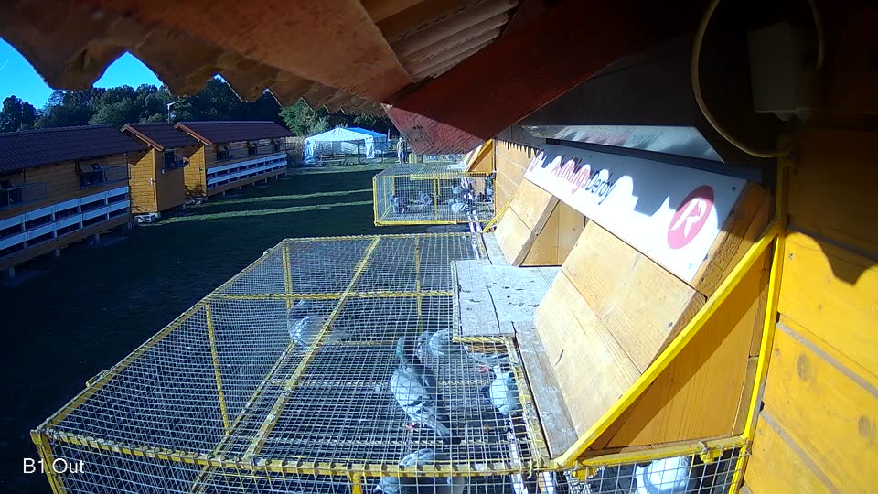 Pigeon Arrival Image For Race Final Race 1/3