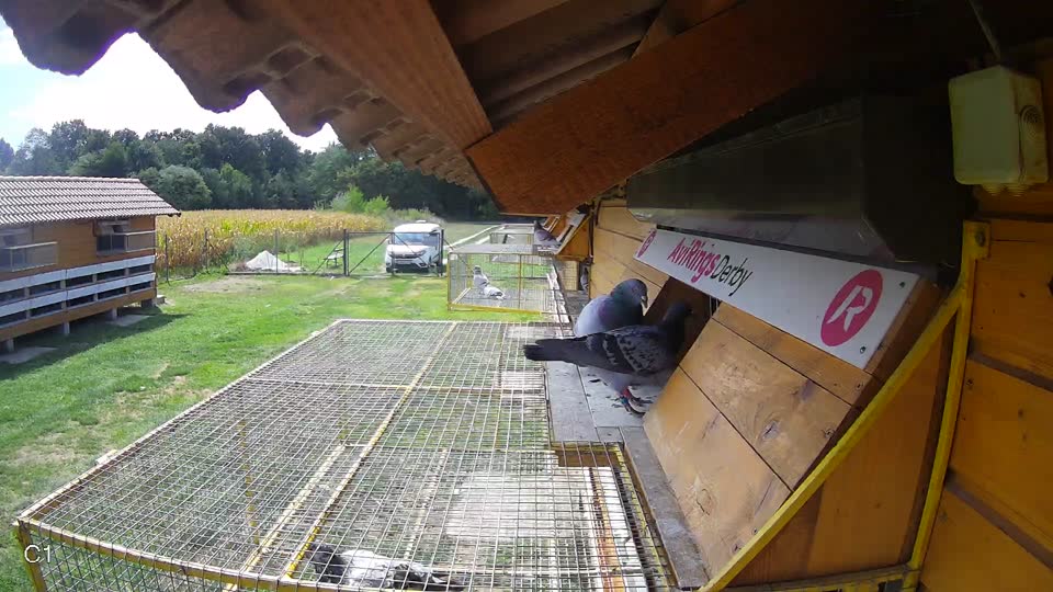 Pigeon Arrival Image For Race Race 4