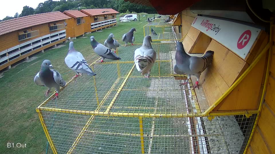 Pigeon Arrival Image For Race Race 3