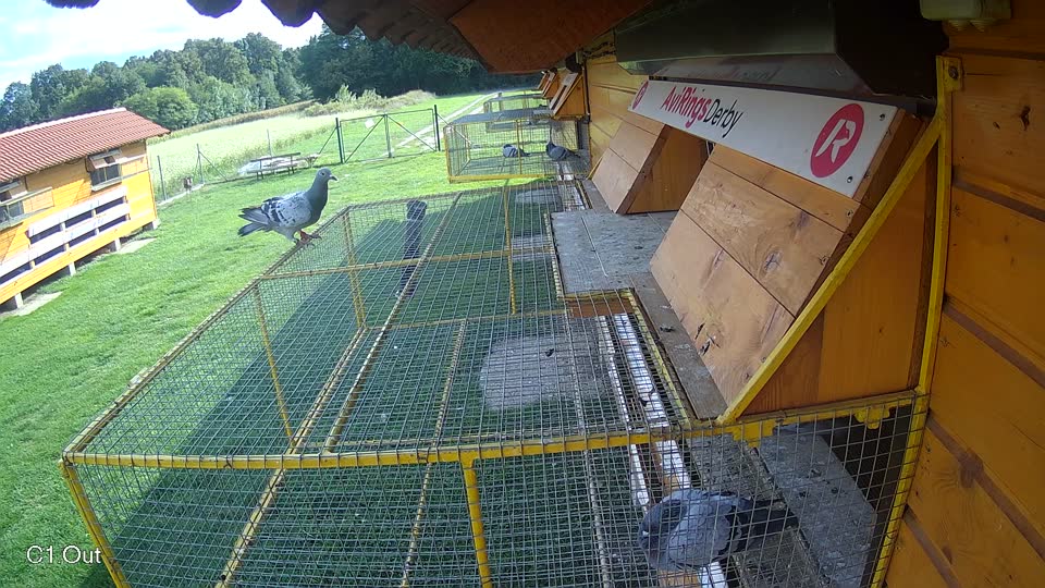 Pigeon Arrival Image For Race Final race 1
