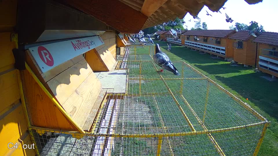 Pigeon Arrival Image For Race Race 1
