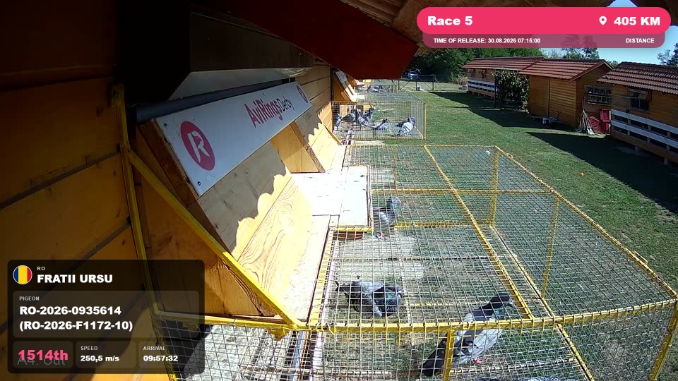 Pigeon Arrival Image For Race Race 5