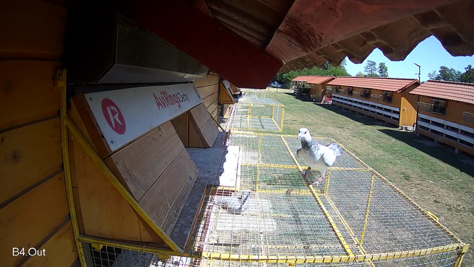 Pigeon Arrival Image For Race Race 3