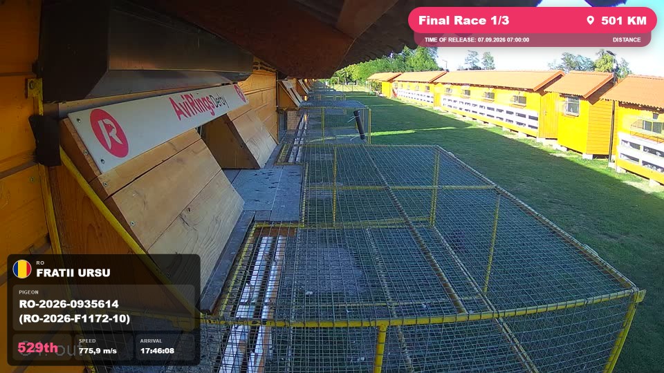 Pigeon Arrival Image For Race Final Race 1/3