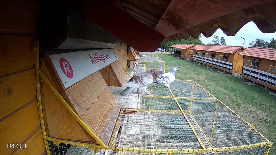 Pigeon Arrival Image For Race Race 4