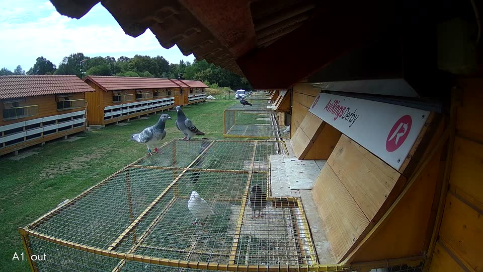 Pigeon Arrival Image For Race Race 4