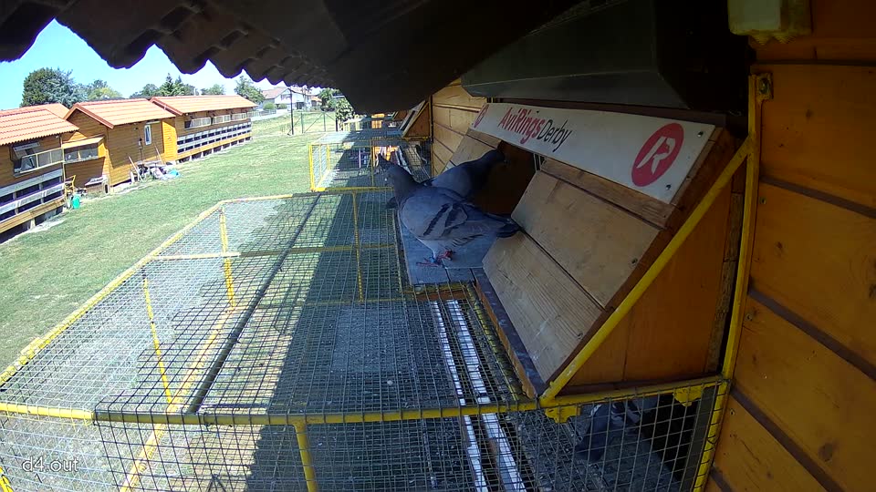 Pigeon Arrival Image For Race Race 3