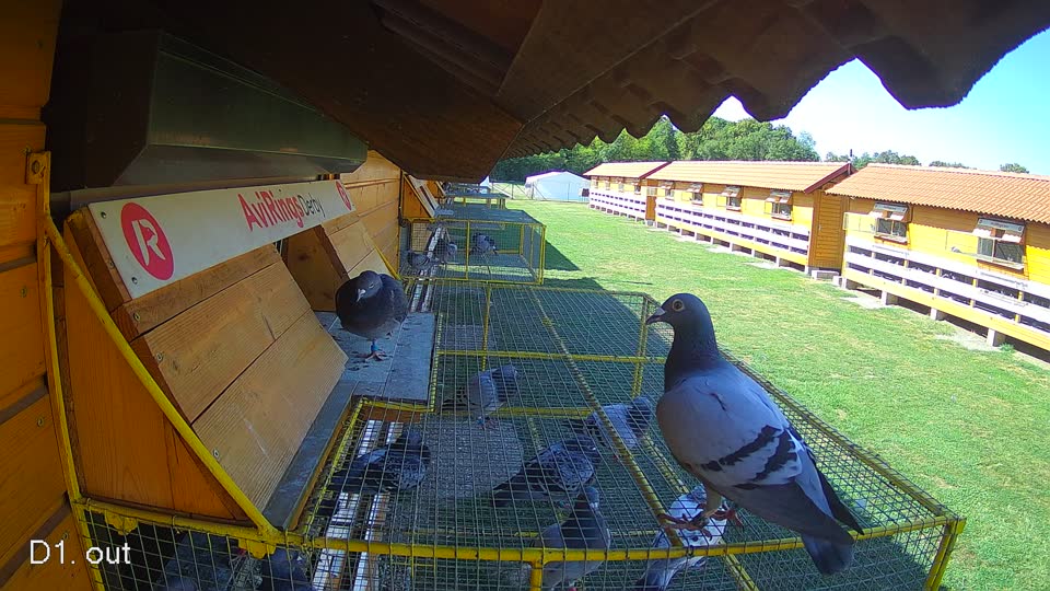 Pigeon Arrival Image For Race Final Race 1/3