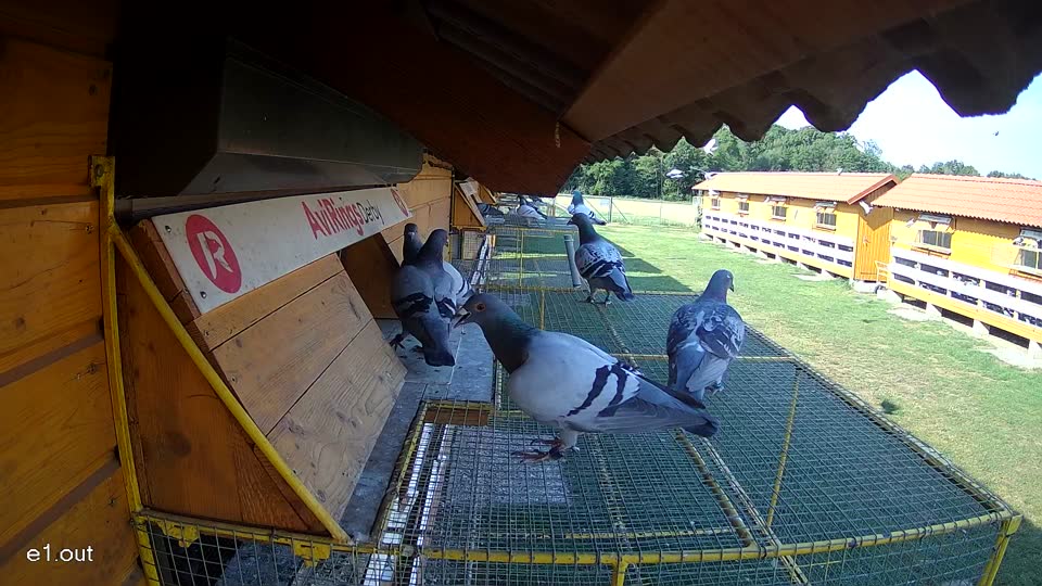 Pigeon Arrival Image For Race Race 1