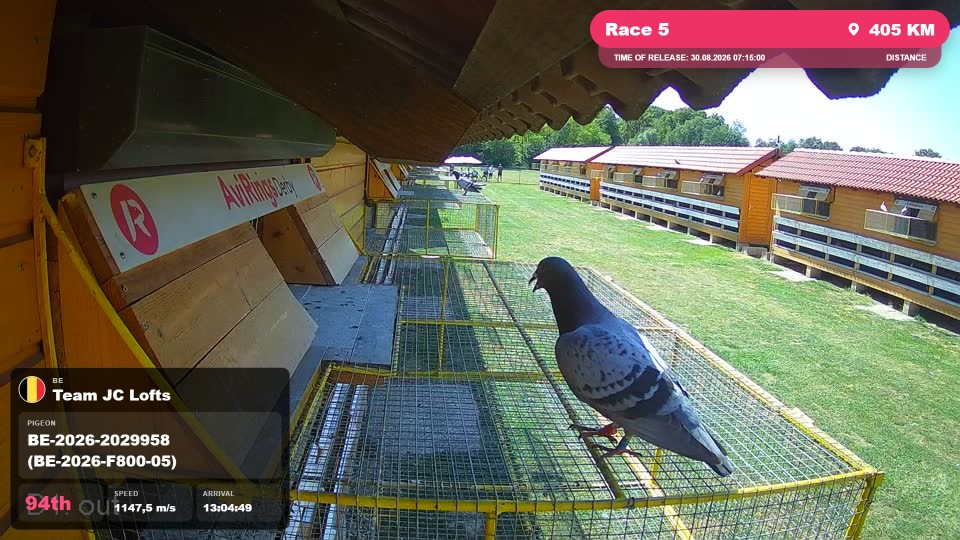Pigeon Arrival Image For Race Race 5