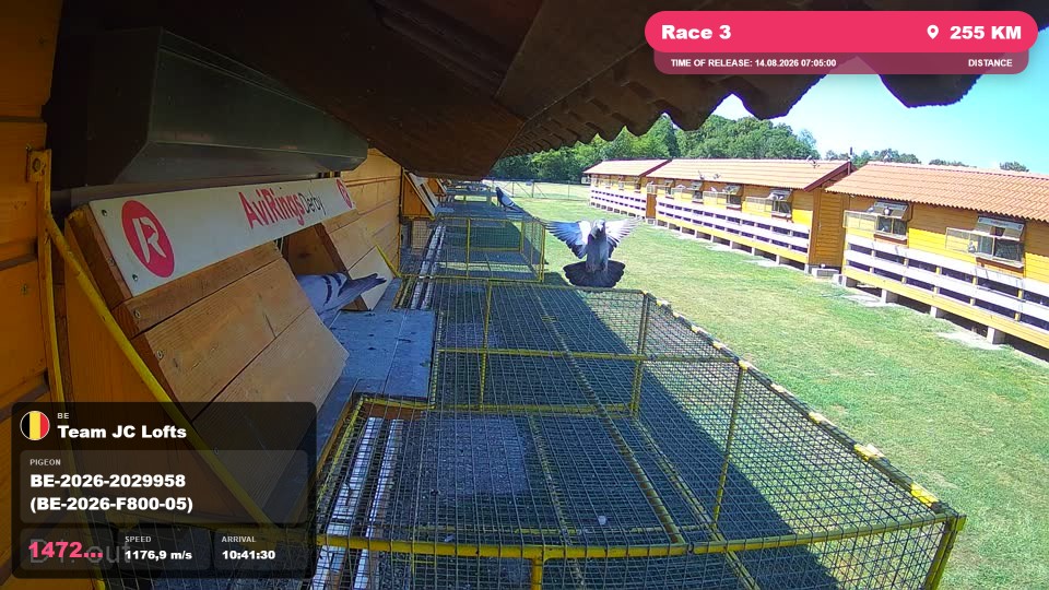 Pigeon Arrival Image For Race Race 3
