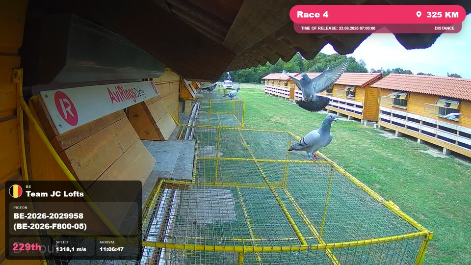 Pigeon Arrival Image For Race Race 4