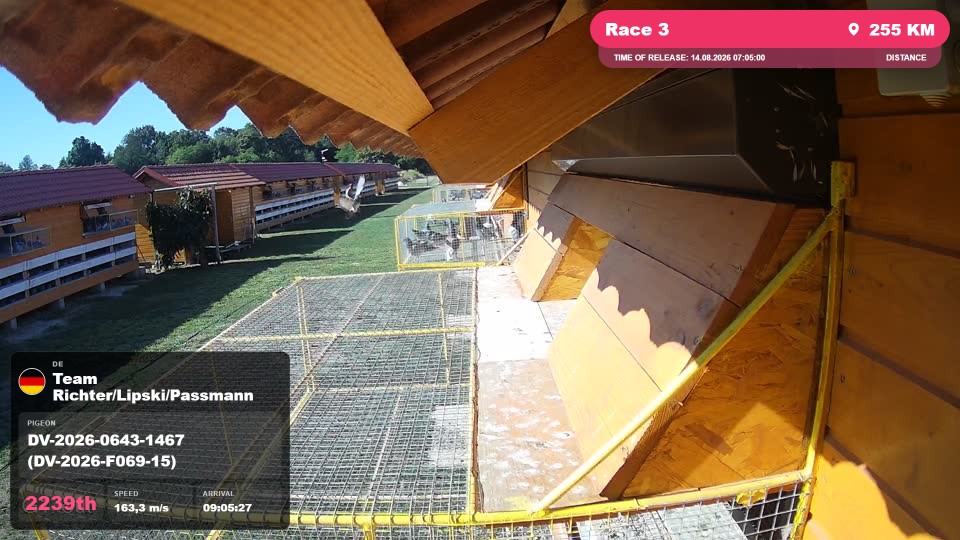 Pigeon Arrival Image For Race Race 3