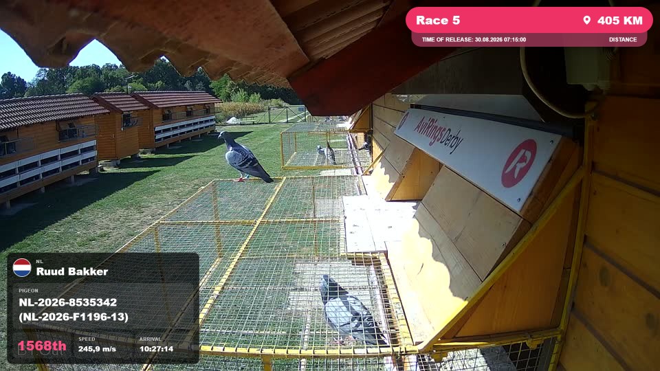 Pigeon Arrival Image For Race Race 5