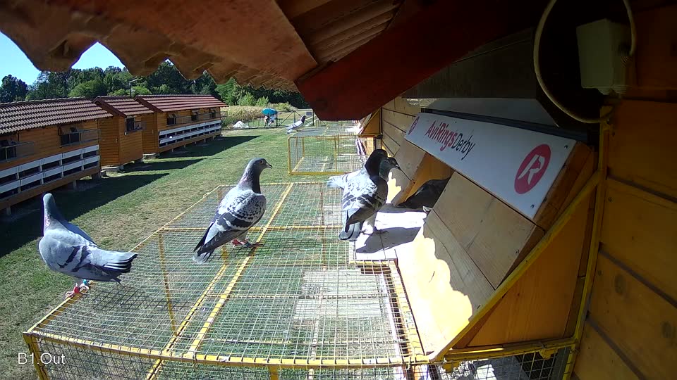 Pigeon Arrival Image For Race Race 3