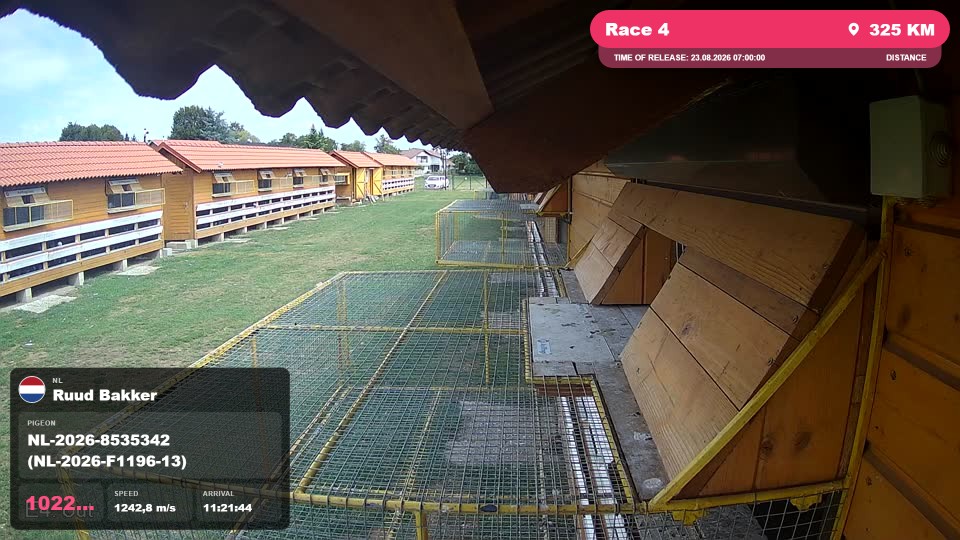 Pigeon Arrival Image For Race Race 4
