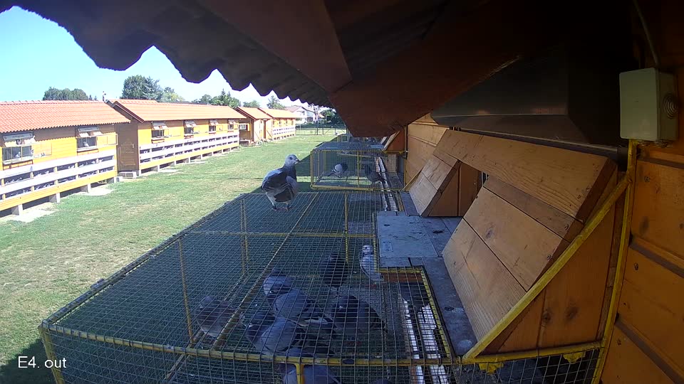 Pigeon Arrival Image For Race Race 5