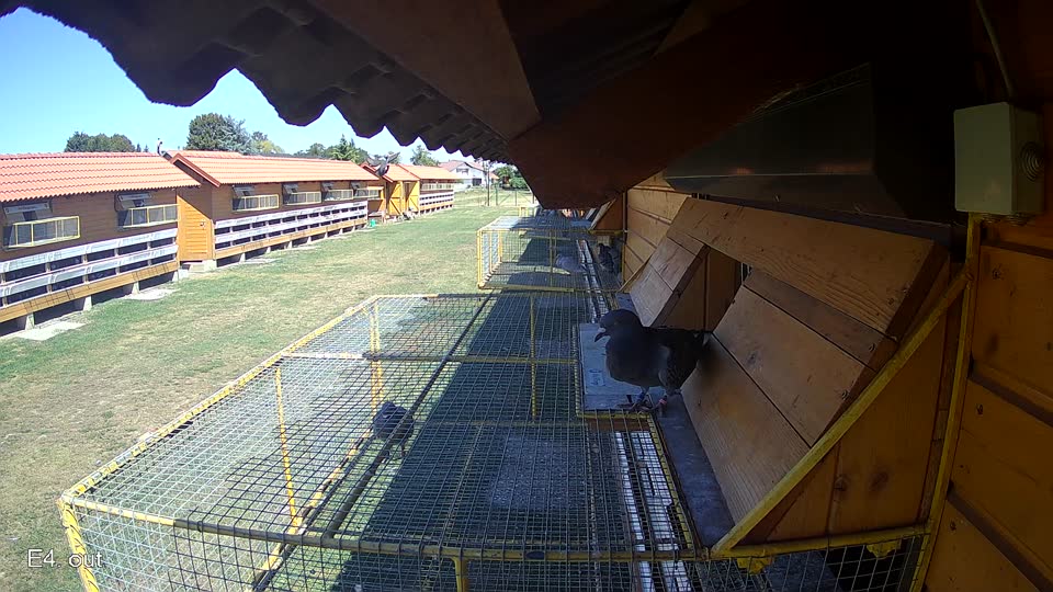 Pigeon Arrival Image For Race Race 3