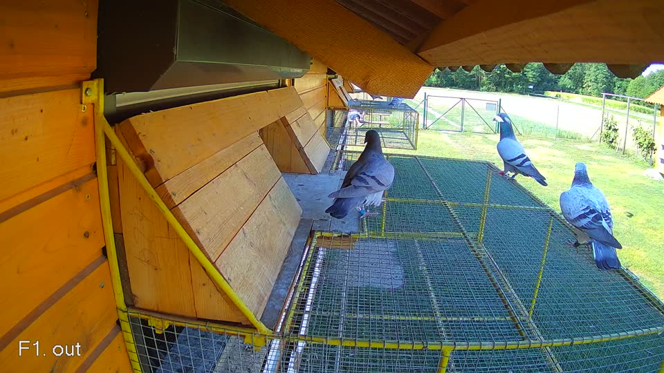 Pigeon Arrival Image For Race Race 2