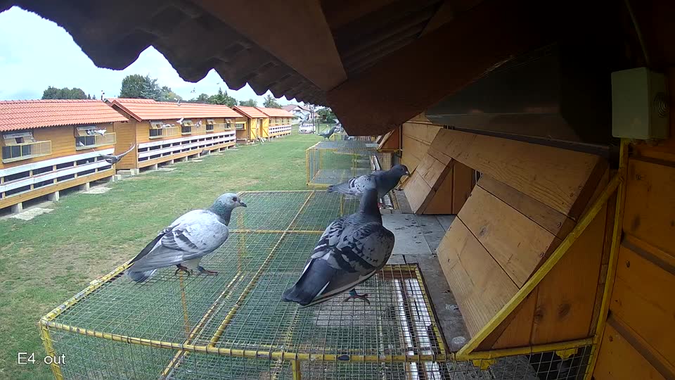 Pigeon Arrival Image For Race Race 4