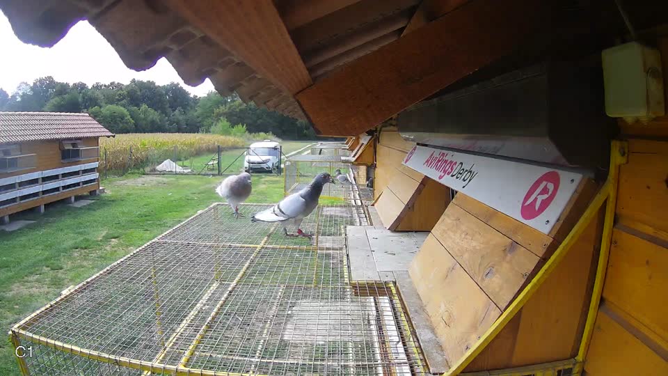 Pigeon Arrival Image For Race Race 4