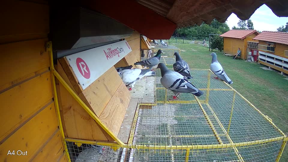 Pigeon Arrival Image For Race Race 3