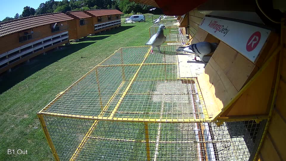 Pigeon Arrival Image For Race Race 2