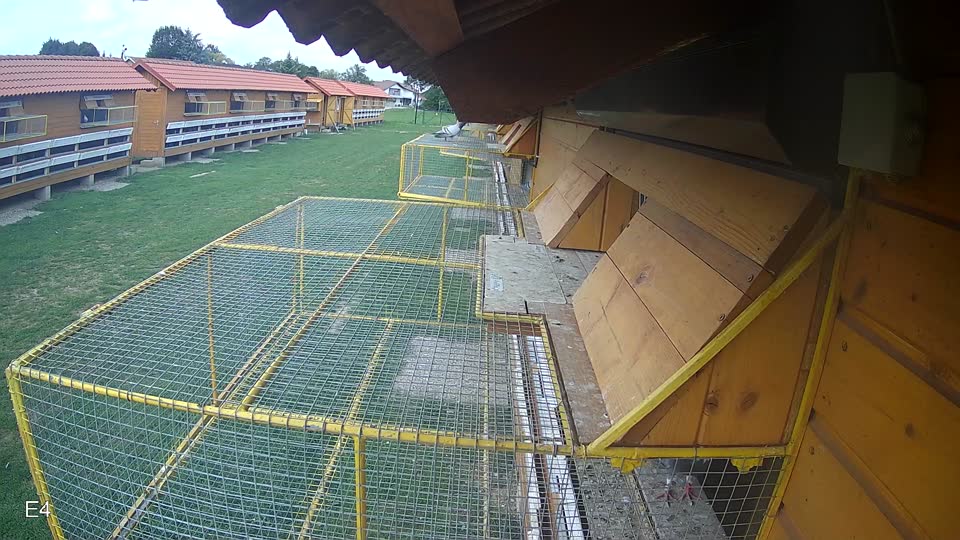 Pigeon Arrival Image For Race Race 6