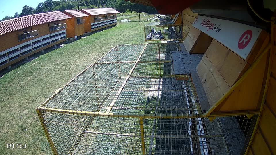 Pigeon Arrival Image For Race Race 5