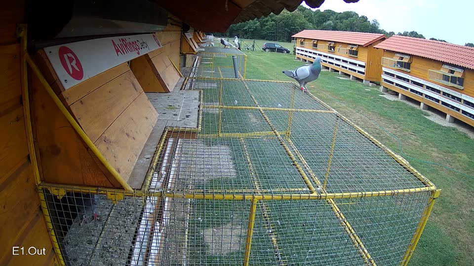 Pigeon Arrival Image For Race Race 3