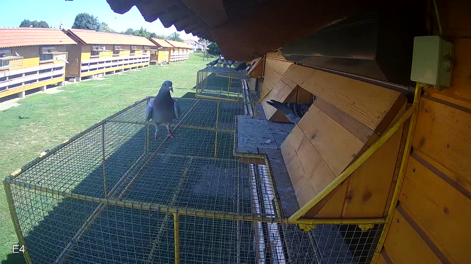 Pigeon Arrival Image For Race Race 2