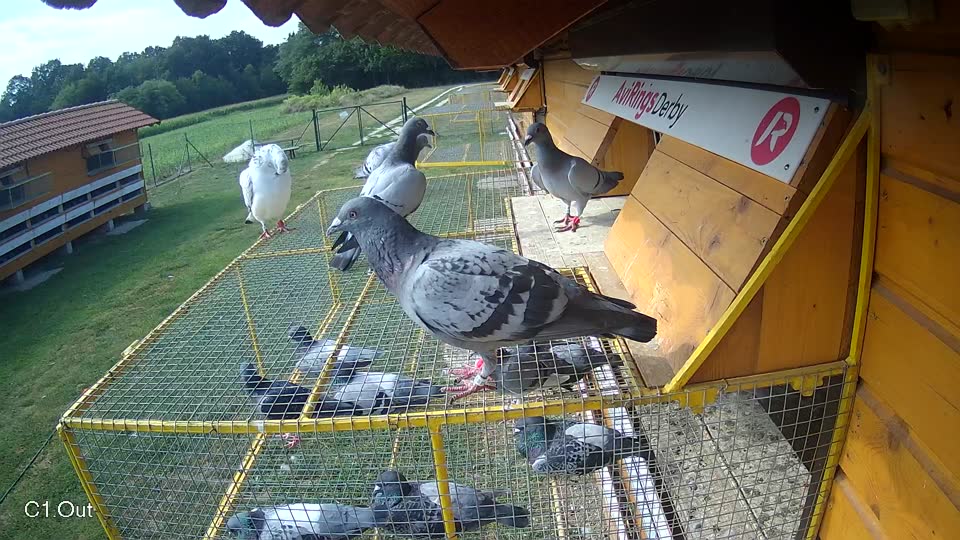 Pigeon Arrival Image For Race Race 4