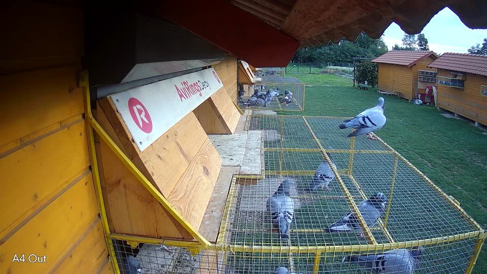 Pigeon Arrival Image For Race Final race 1