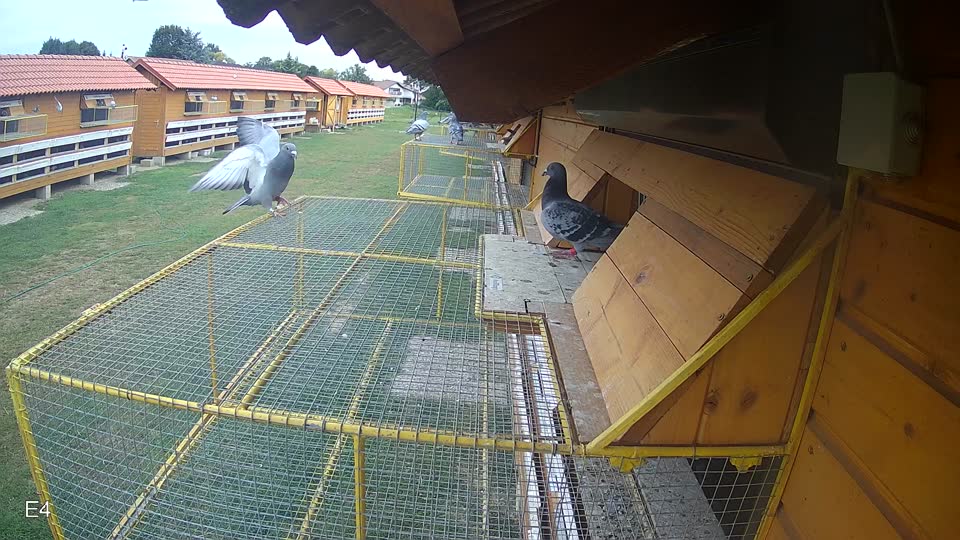 Pigeon Arrival Image For Race Race 3