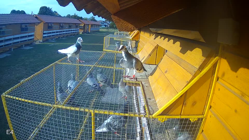 Pigeon Arrival Image For Race Race 4
