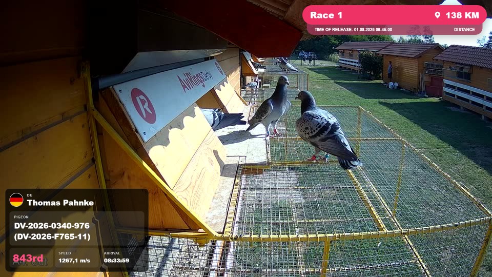Pigeon Arrival Image For Race Race 1