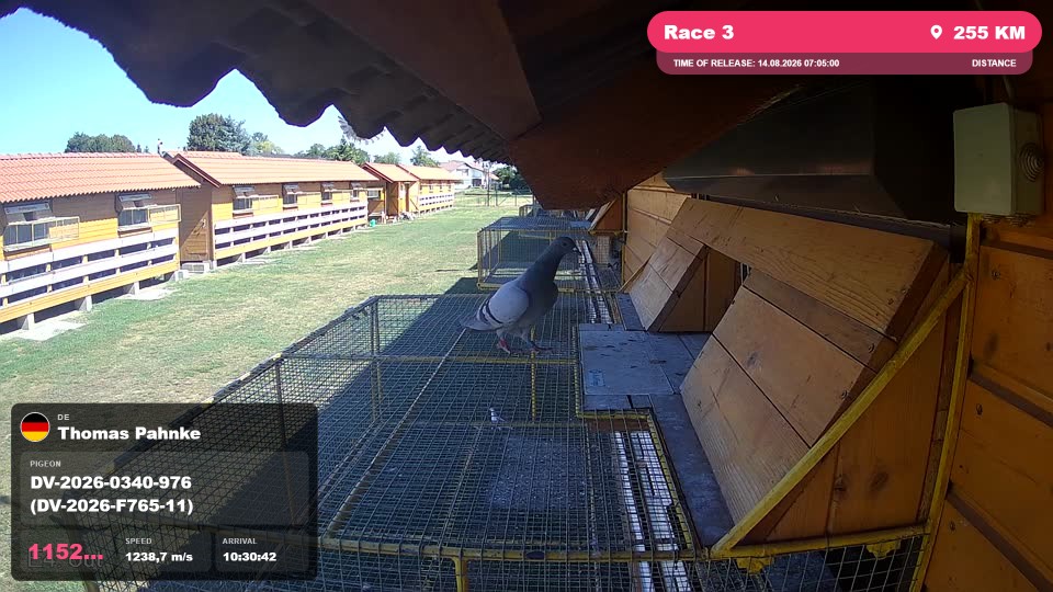 Pigeon Arrival Image For Race Race 3