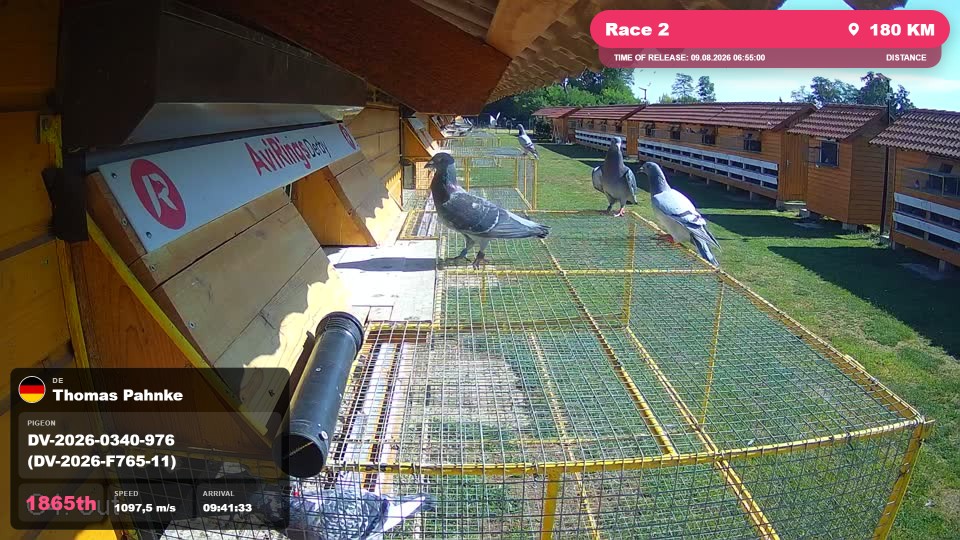 Pigeon Arrival Image For Race Race 2