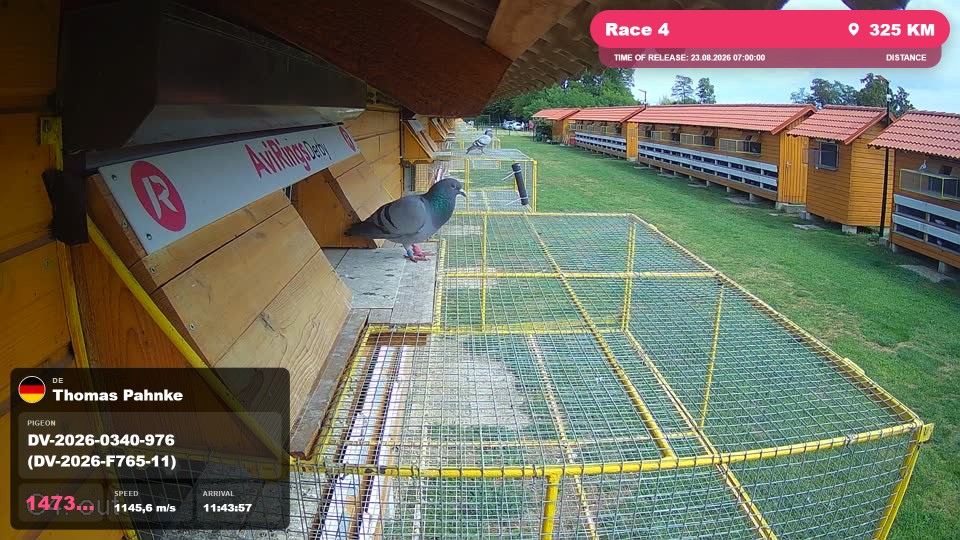 Pigeon Arrival Image For Race Race 4