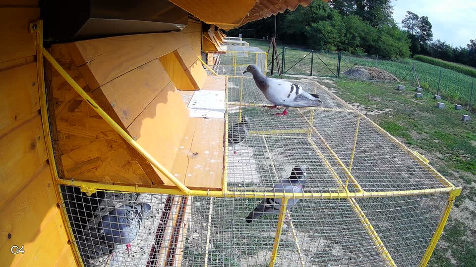 Pigeon Arrival Image For Race Race 4